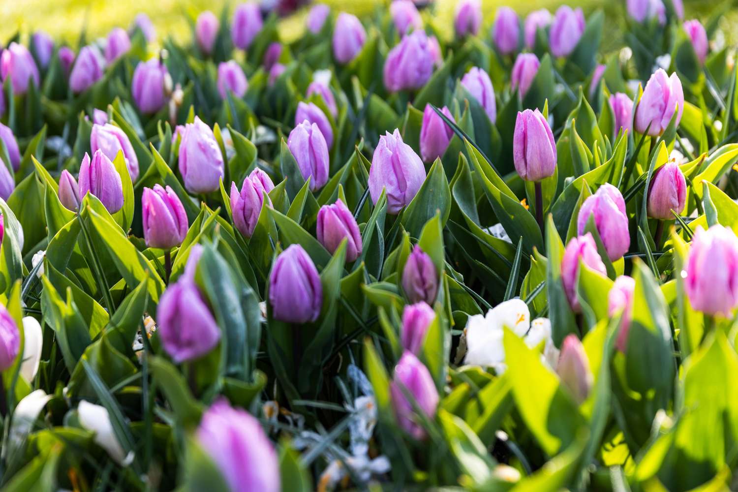 Tulppaani 'Candy Prince'
